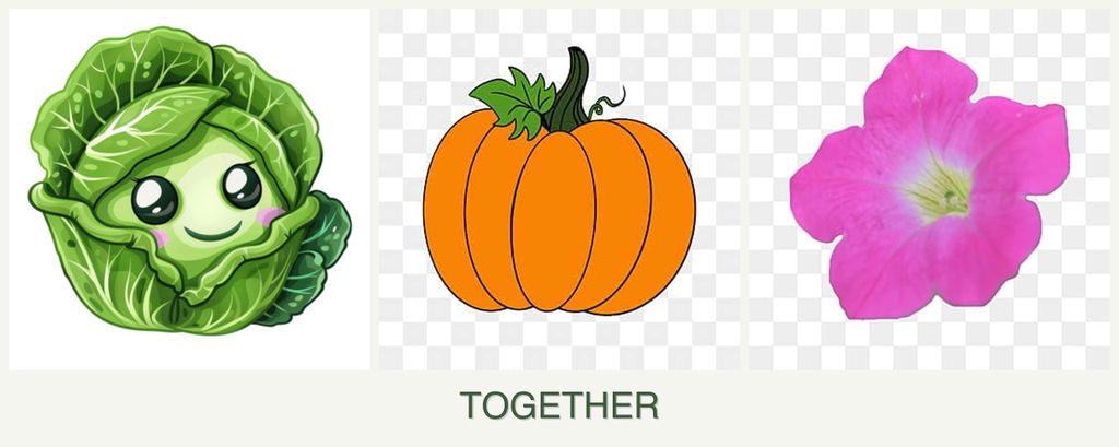 Can you plant cabbage, pumpkin and petunias together?
