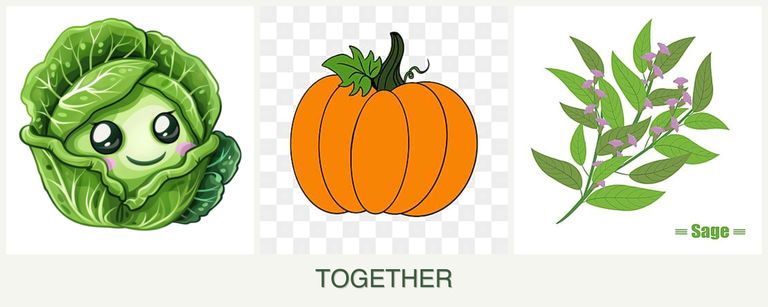 Can you plant cabbage, pumpkin and sage together?