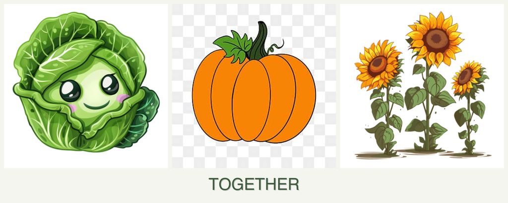 Can you plant cabbage, pumpkin and sunflowers together?