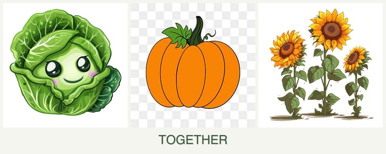 Can you plant cabbage, pumpkin and sunflowers together?