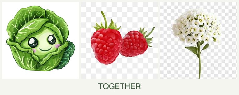 Can you plant cabbage, raspberries and alyssum together?