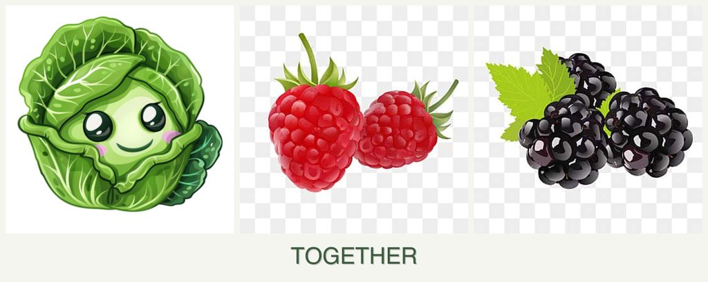 Can you plant cabbage, raspberries and blackberries together?