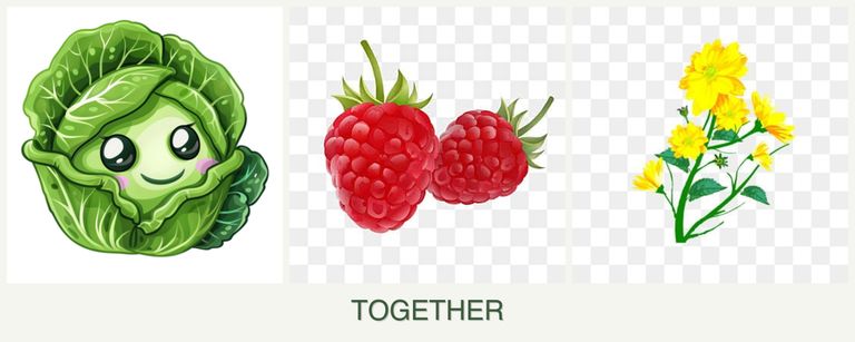 Can you plant cabbage, raspberries and calendula together?