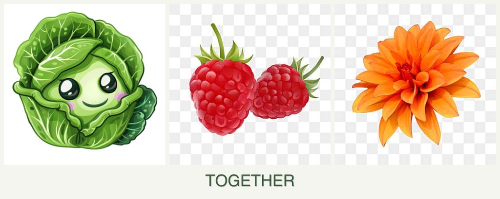 Can you plant cabbage, raspberries and dahlias together?