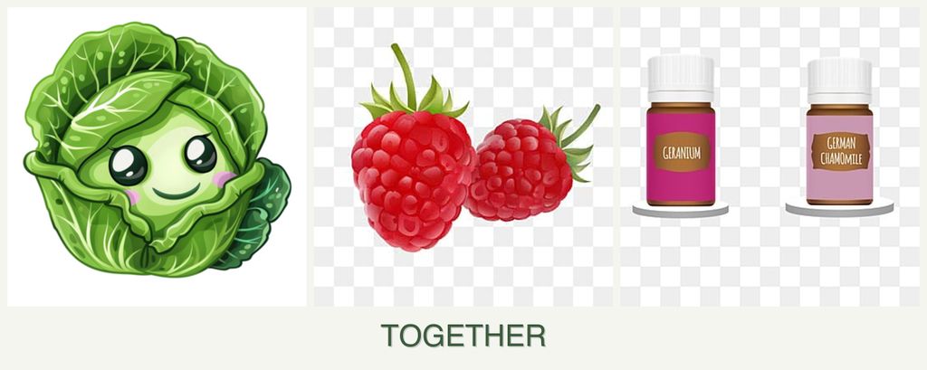 Can you plant cabbage, raspberries and geraniums together?