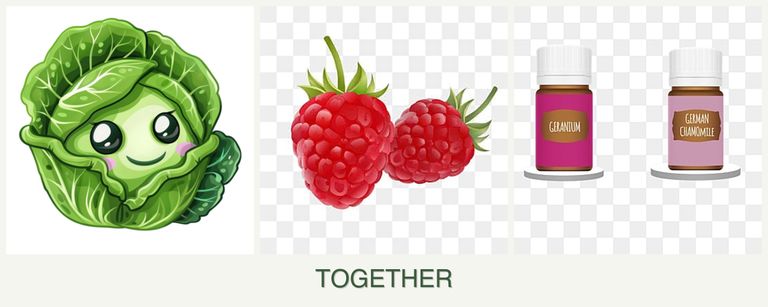 Can you plant cabbage, raspberries and geraniums together?
