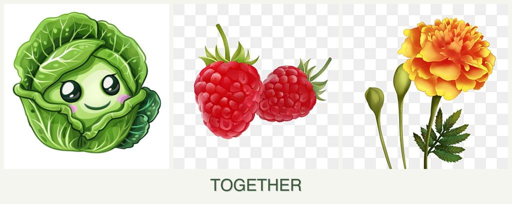 Can you plant cabbage, raspberries and marigolds together?