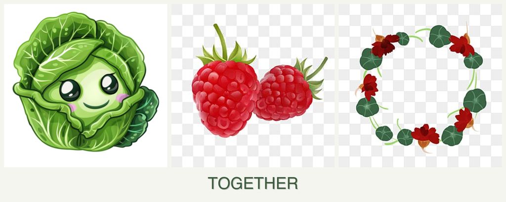 Can you plant cabbage, raspberries and nasturtiums together?