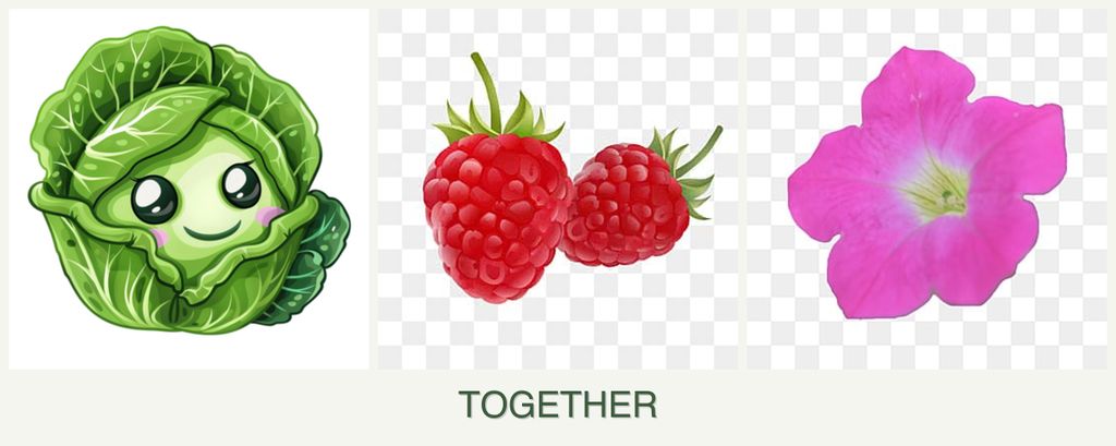 Can you plant cabbage, raspberries and petunias together?