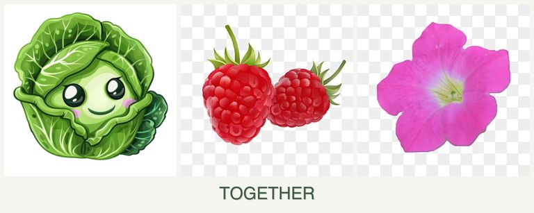 Can you plant cabbage, raspberries and petunias together?