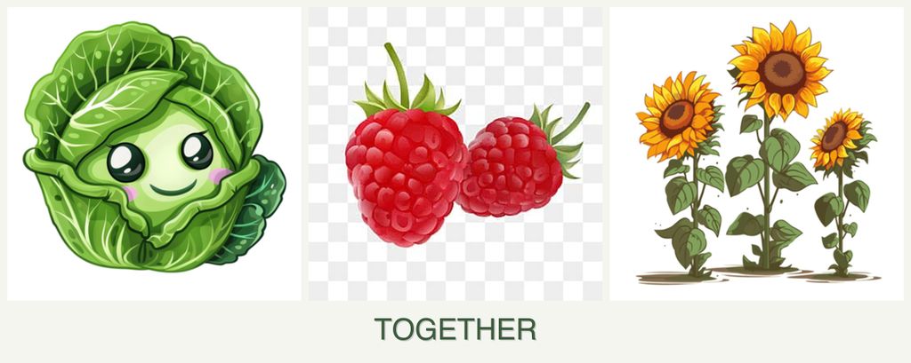 Can you plant cabbage, raspberries and sunflowers together?