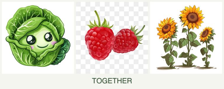 Can you plant cabbage, raspberries and sunflowers together?