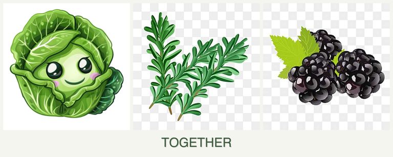 Can you plant cabbage, rosemary and blackberries together?