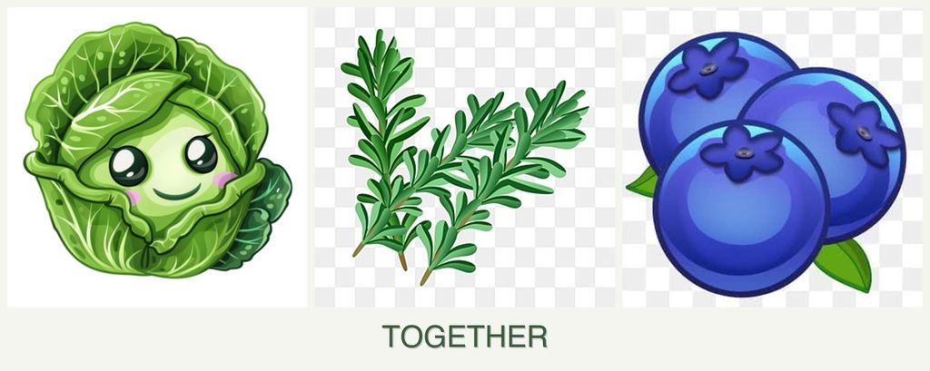 Can you plant cabbage, rosemary and blueberries together?