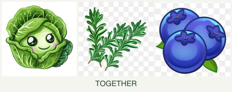 Can you plant cabbage, rosemary and blueberries together?