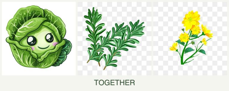 Can you plant cabbage, rosemary and calendula together?