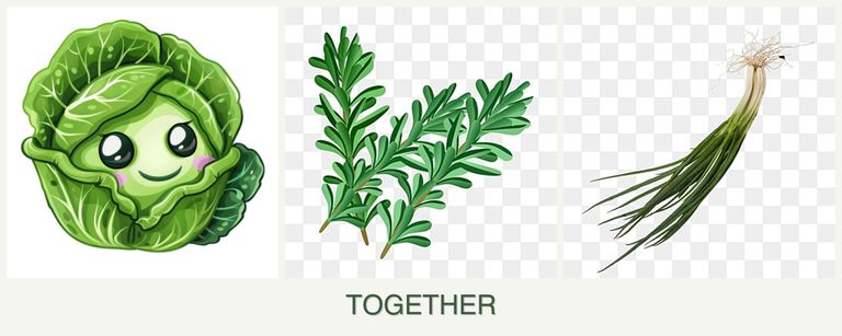 Can you plant cabbage, rosemary and chives together?