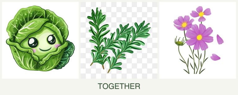 Can you plant cabbage, rosemary and cosmos together?