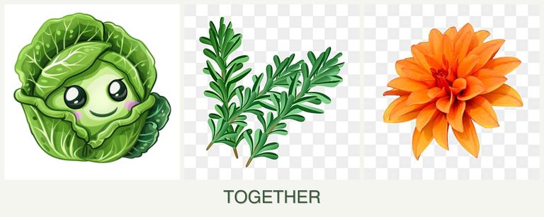 Can you plant cabbage, rosemary and dahlias together?