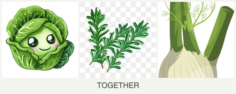 Can you plant cabbage, rosemary and fennel together?