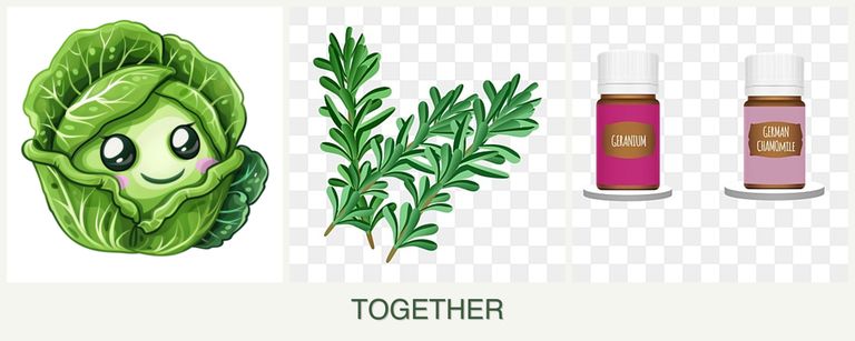 Can you plant cabbage, rosemary and geraniums together?