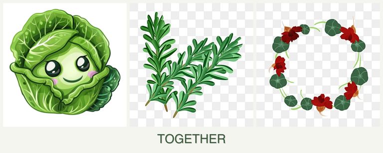 Can you plant cabbage, rosemary and nasturtiums together?
