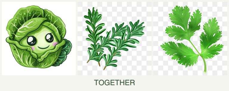 Can you plant cabbage, rosemary and parsley together?
