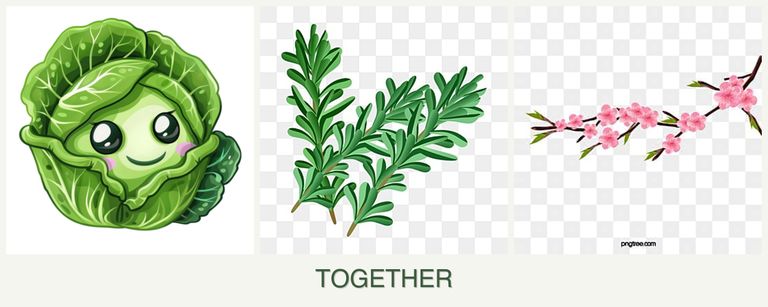 Can you plant cabbage, rosemary and peaches together?