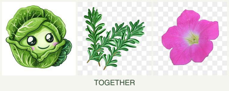Can you plant cabbage, rosemary and petunias together?