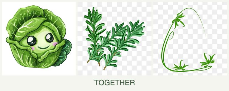 Can you plant cabbage, rosemary and tarragon together?