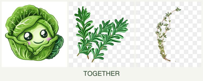 Can you plant cabbage, rosemary and thyme together?