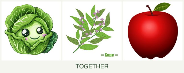 Can you plant cabbage, sage and apples together?