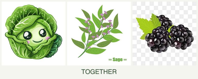 Can you plant cabbage, sage and blackberries together?