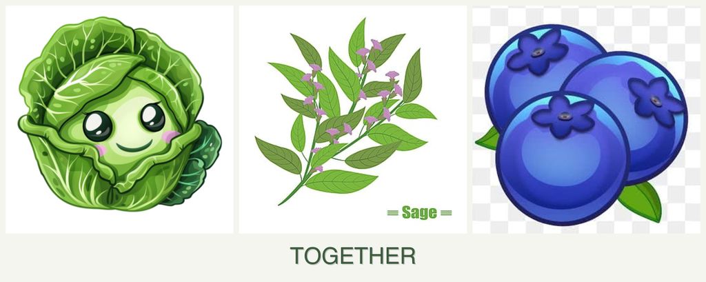 Can you plant cabbage, sage and blueberries together?