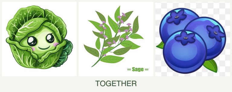 Can you plant cabbage, sage and blueberries together?