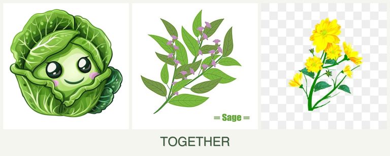 Can you plant cabbage, sage and calendula together?