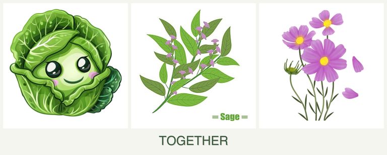 Can you plant cabbage, sage and cosmos together?