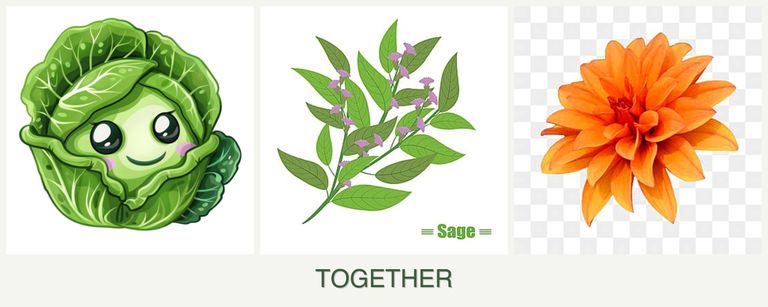 Can you plant cabbage, sage and dahlias together?