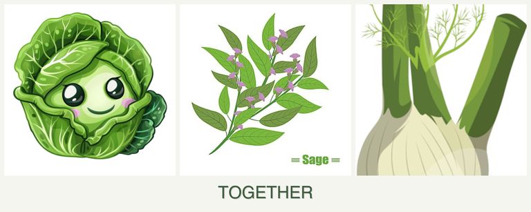 Can you plant cabbage, sage and fennel together?