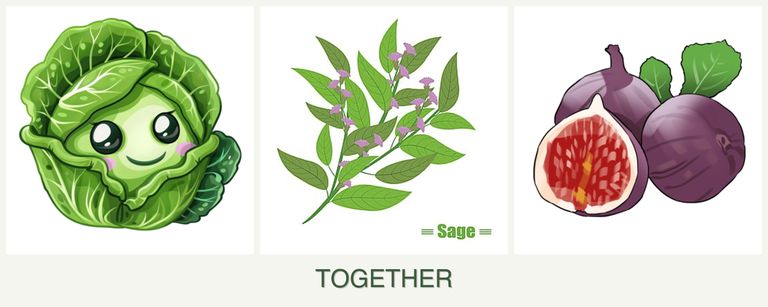 Can you plant cabbage, sage and figs together?