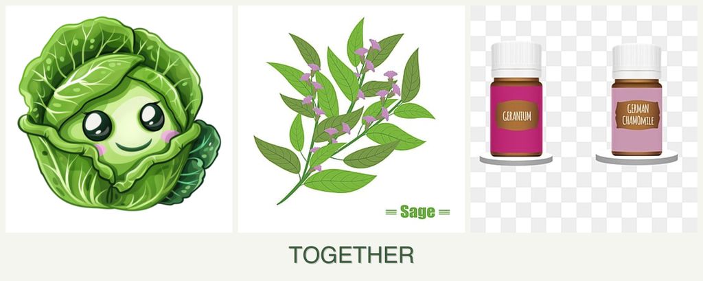 Can you plant cabbage, sage and geraniums together?