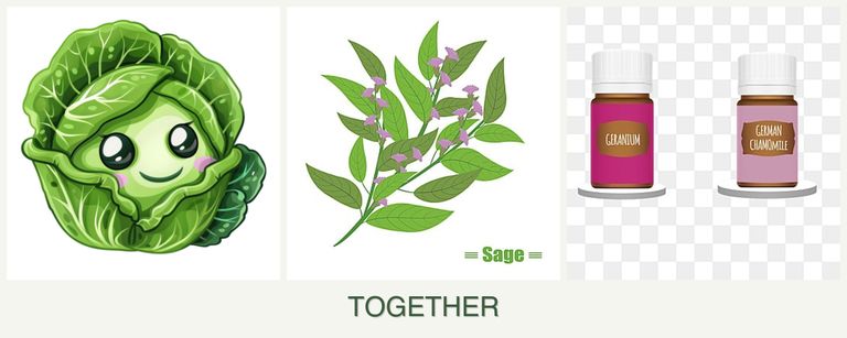 Can you plant cabbage, sage and geraniums together?