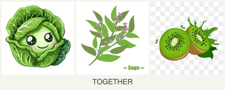 Can you plant cabbage, sage and kiwi together?