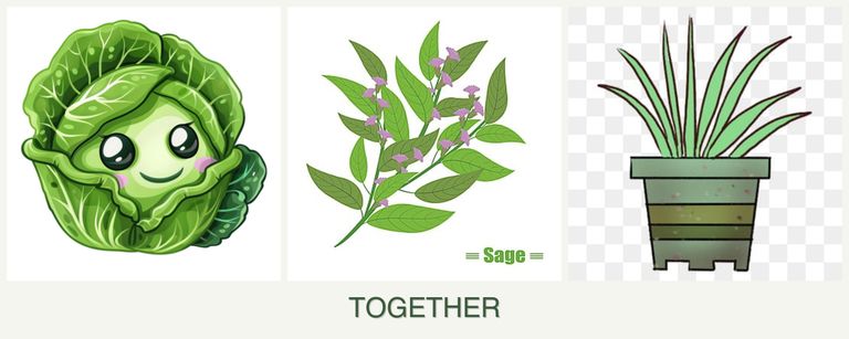Can you plant cabbage, sage and lemongrass together?