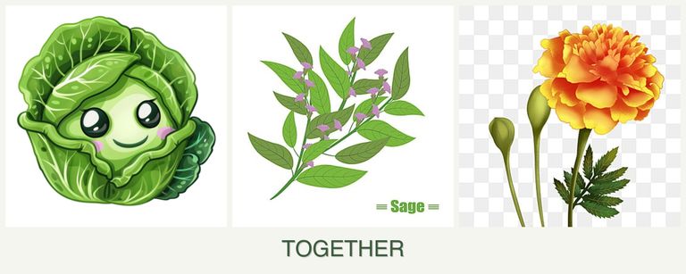 Can you plant cabbage, sage and marigolds together?
