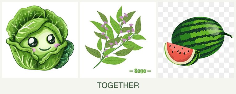Can you plant cabbage, sage and melons together?