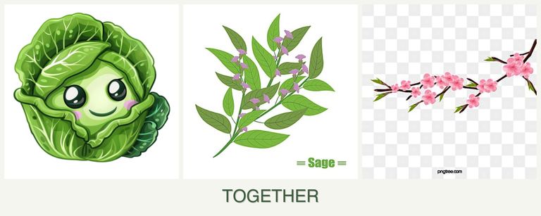 Can you plant cabbage, sage and peaches together?
