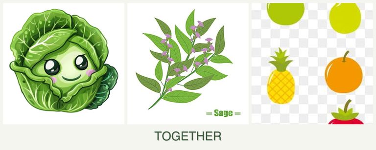 Can you plant cabbage, sage and pears together?