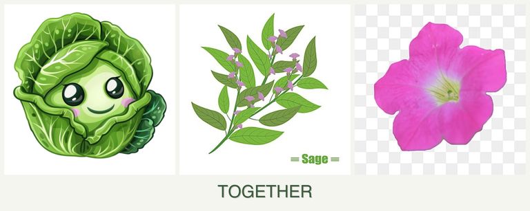 Can you plant cabbage, sage and petunias together?