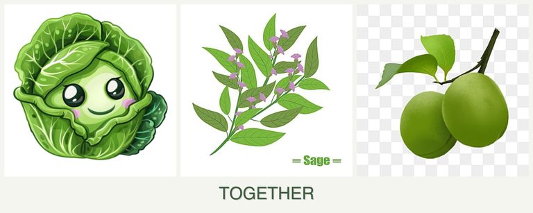 Can you plant cabbage, sage and plums together?